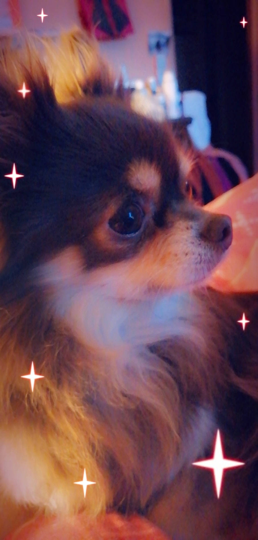 Jekkyl participe au concours pour gagner de l'argent avec cette photo : canidae, carnivore, companion_dog, dog, dog_breed, ear, fawn, fur, mammal, papillon, pomeranian, puppy, snout, spitz, toy_dog, whiskers