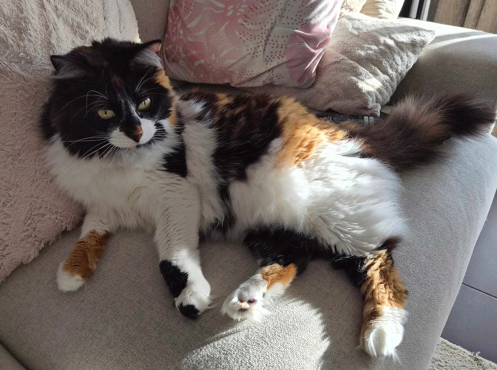 Masha a rejoint le concours — aidez-le/la à gagner de superbes lots ! cat, calico, fluffy, sofa, cushions, sunlight, relaxed, feline, pet, indoor, cozy, fur, whiskers, tail, paws, comfort, resting, domestic, animal, home