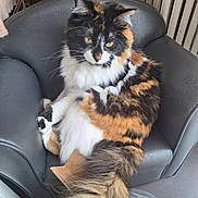 Masha a rejoint le concours — aidez-le/la à gagner de superbes lots ! cat, calico, fluffy, fur, yellow_eyes, chair, leather_chair, indoor, pet, animal, relaxed, sitting, tail, whiskers, paw, feline, cute, domestic_cat, closeup, resting