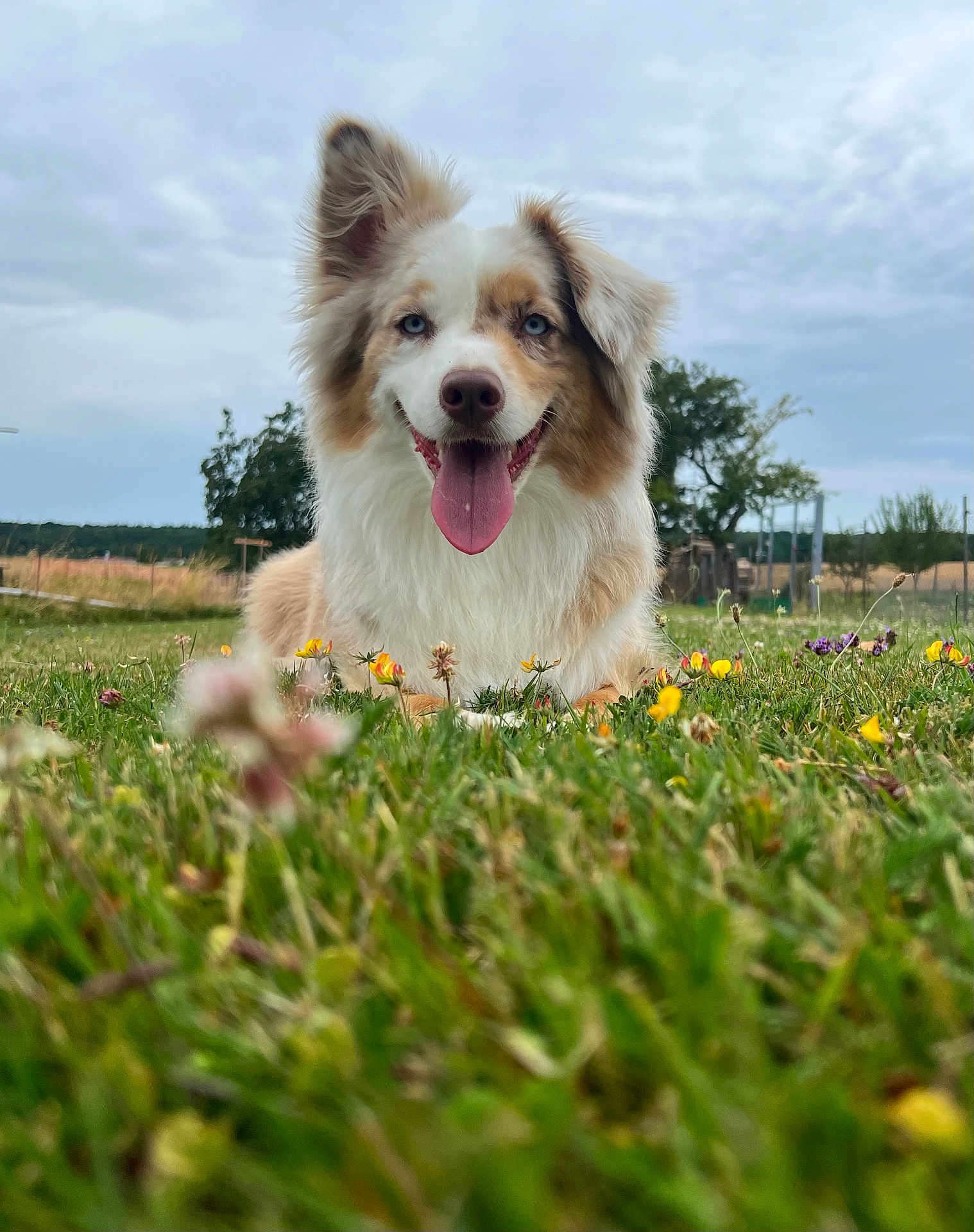 Roy participe au concours pour gagner de l'argent avec cette photo : dog, grass, wildflowers, blue_eyes, tongue_out, ears, outdoor, field, nature, happy, pet, canine, fur, smiling, sky, cloudy, animal, muzzle, lying_down, greenery