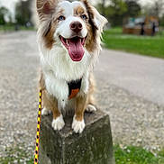Roy participe au concours pour gagner de l'argent avec cette photo : dog, australian_shepherd, blue_eyes, outdoor, park, concrete_block, leash, tongue_out, happy, pet, canine, grass, blurred_background, ears_up, fur, sitting, animal, nature, daytime, closeup