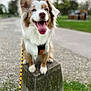 dog, australian_shepherd, blue_eyes, outdoor, park, concrete_block, leash, tongue_out, happy, pet, canine, grass, blurred_background, ears_up, fur, sitting, animal, nature, daytime, closeup