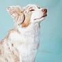 Roy participe au concours pour gagner de l'argent avec cette photo : dog, fluffy, serene, pastel_background, white_fur, brown_spots, pet, animal, portrait, studio_photo, calm, cute, side_profile, ears_up, furry, mammal, domestic_animal, soft_light, snout, peaceful