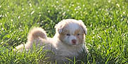 Roy participe au concours pour gagner de l'argent avec cette photo : puppy, dog, grass, outdoor, sunlight, animal, pet, fluffy, nature, greenery, young, cute, resting, field, summer, adorable, canine, soft, small, daylight