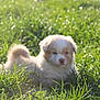 puppy, dog, grass, outdoor, sunlight, animal, pet, fluffy, nature, greenery, young, cute, resting, field, summer, adorable, canine, soft, small, daylight