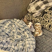 Ollie is registered to the contest to win money with this photo: cat, tabby_cat, blanket, throw_blanket, couch, sofa, pillow, plush_toy, slipper, fabric, patterned_pillow, fur, ear, eye, nose, indoor, cozy, relaxed, sleepy, pet
