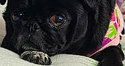 Coco Bean joined the competition — help win amazing prizes! dog, pug, black_dog, pet, animal, portrait, sitting, lying_down, indoors, couch, sofa, cushion, pink_clothing, outfit, black_fur, brown_eyes, paws, home, furniture, funny_expression