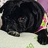 dog, pug, black_dog, pet, animal, portrait, sitting, lying_down, indoors, couch, sofa, cushion, pink_clothing, outfit, black_fur, brown_eyes, paws, home, furniture, funny_expression