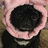 dog, pug, black_dog, pet, pink_bow, hood, costume, cute, funny, portrait, sitting, indoors, couch, home, animal, canine, short_snout, dark_fur, white_chest, pet_photography
