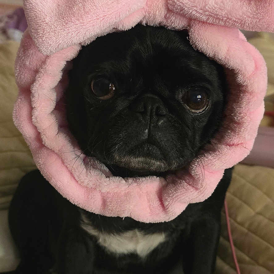 Coco Bean
