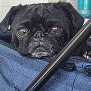 Coco Bean is registered to the contest to win money with this photo: dog, pug, black_dog, pet, animal, canine, face, eyes, wrinkles, short_snout, floppy_ears, portrait, close_up, stroller, blue_fabric, indoors, home, photography, cute, solemn
