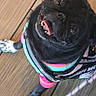 Coco Bean is registered to the contest to win money with this photo: dog, pug, black_dog, pet, animal, canine, tongue, open_mouth, happy, playful, head_tilt, portrait, service_dog, vest, leash, wooden_floor, indoors, close_up, colorful_clothing, standing