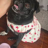 Coco Bean is registered to the contest to win money with this photo: dog, pug, black_dog, pet, animal, sitting, dress, clothing, strawberry_pattern, funny, smiling, open_mouth, indoor, living_room, wooden_floor, slipper, human_legs, couch, portrait, fashion