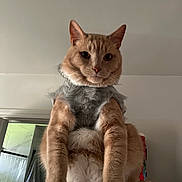 Mellow joined the competition — help win amazing prizes! animal, bathroom, cat, close_up, clothing, curious, fuzzy_sweater, household, indoor, looking_at_camera, low_angle, mirror, orange_tabby, paws, pet, portrait, shelf_top, shower_curtain, sitting, whiskers