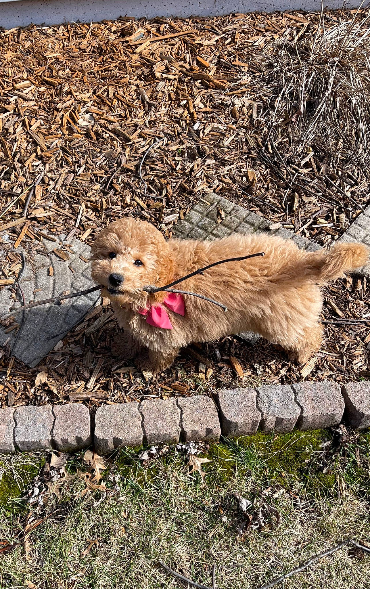 Fergie joined the competition — help win amazing prizes! canidae, carnivore, cockapoo, companion_dog, dog, dog_breed, fawn, fireworks, fur, grass, leash, plant, small_terrier, snout, soil, sporting_group, terrier, toy_dog, water_dog