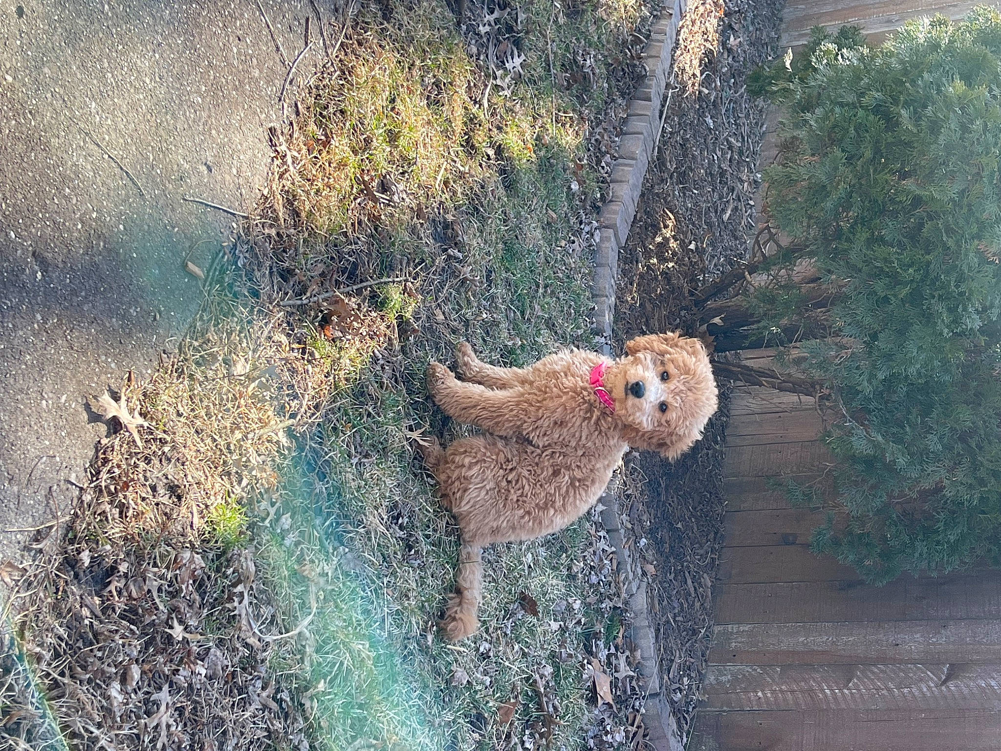 Fergie joined the competition — help win amazing prizes! art, beak, branch, fawn, forest, fur, grass, landscape, painting, people_in_nature, plant, shadow, soil, tail, terrestrial_animal, tree, twig, visual_arts, wildlife, wood