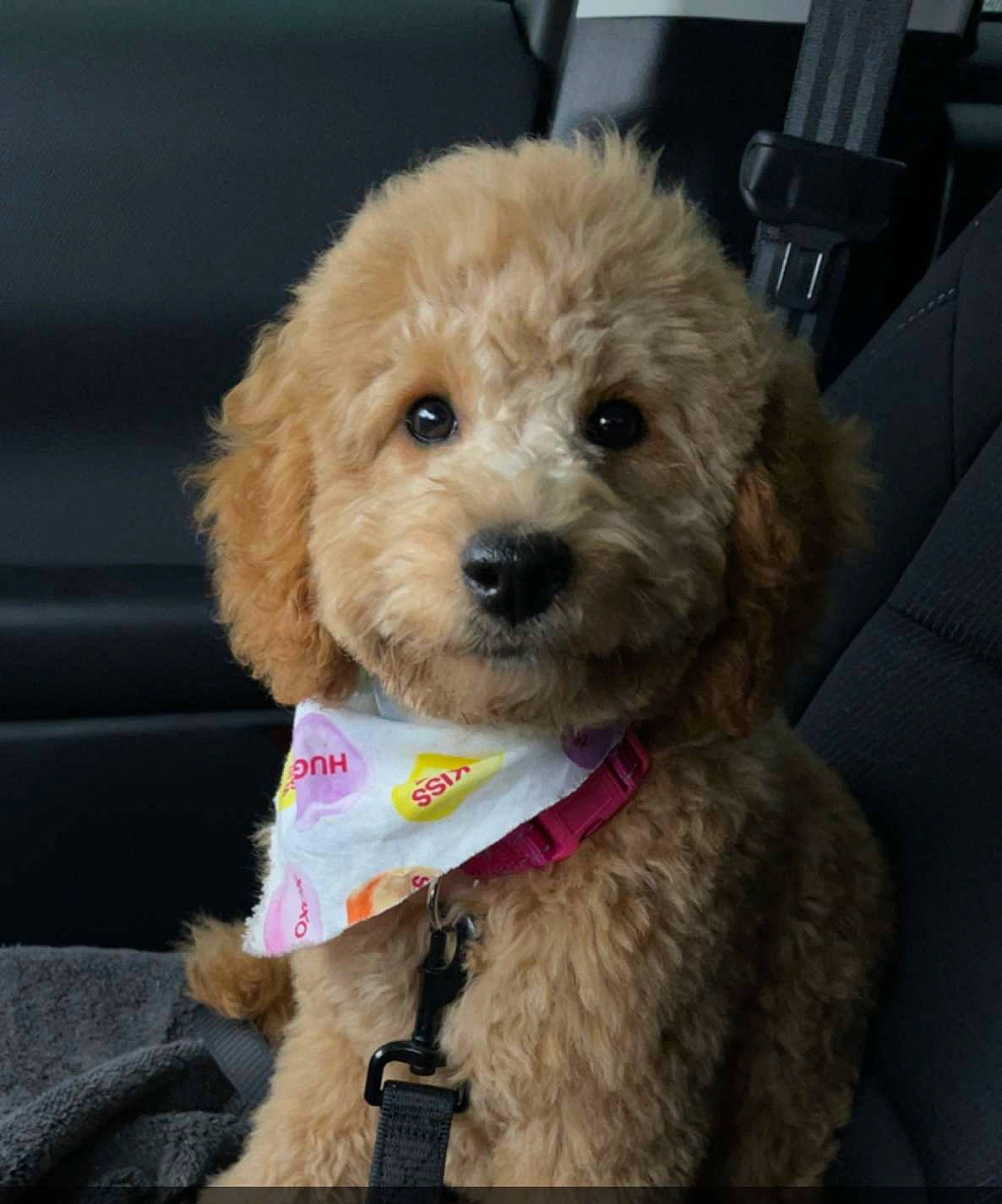 Fergie joined the competition — help win amazing prizes! canidae, carnivore, collar, companion_dog, dog, dog_breed, dog_clothes, dog_collar, fawn, fur, labradoodle, poodle, shih_poo, small_terrier, snout, sporting_group, terrier, toy_dog, water_dog, working_animal