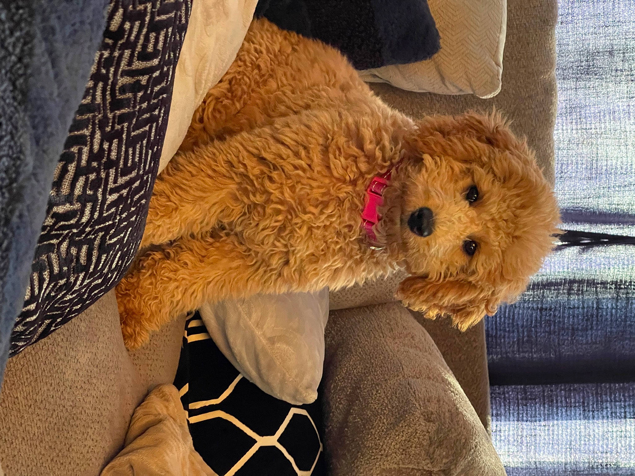Fergie joined the competition — help win amazing prizes! canidae, carnivore, comfort, companion_dog, dog, dog_breed, dog_clothes, fawn, fur, glasses, labradoodle, poodle, snout, sporting_group, stuffed_toy, sunglasses, teddy_bear, terrier, toy, toy_dog