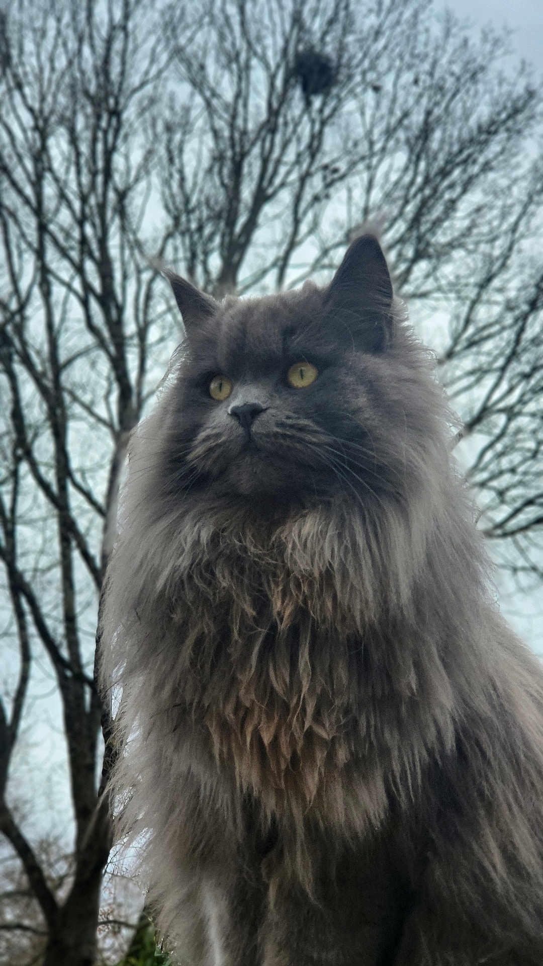 Thug participe au concours pour gagner de l'argent avec cette photo : angora, animal, blackcat, cat, face, grass, head, kitten, manx, nature, outdoors, person, pet, photography, plant, portrait, sky, tree, vegetation, wood