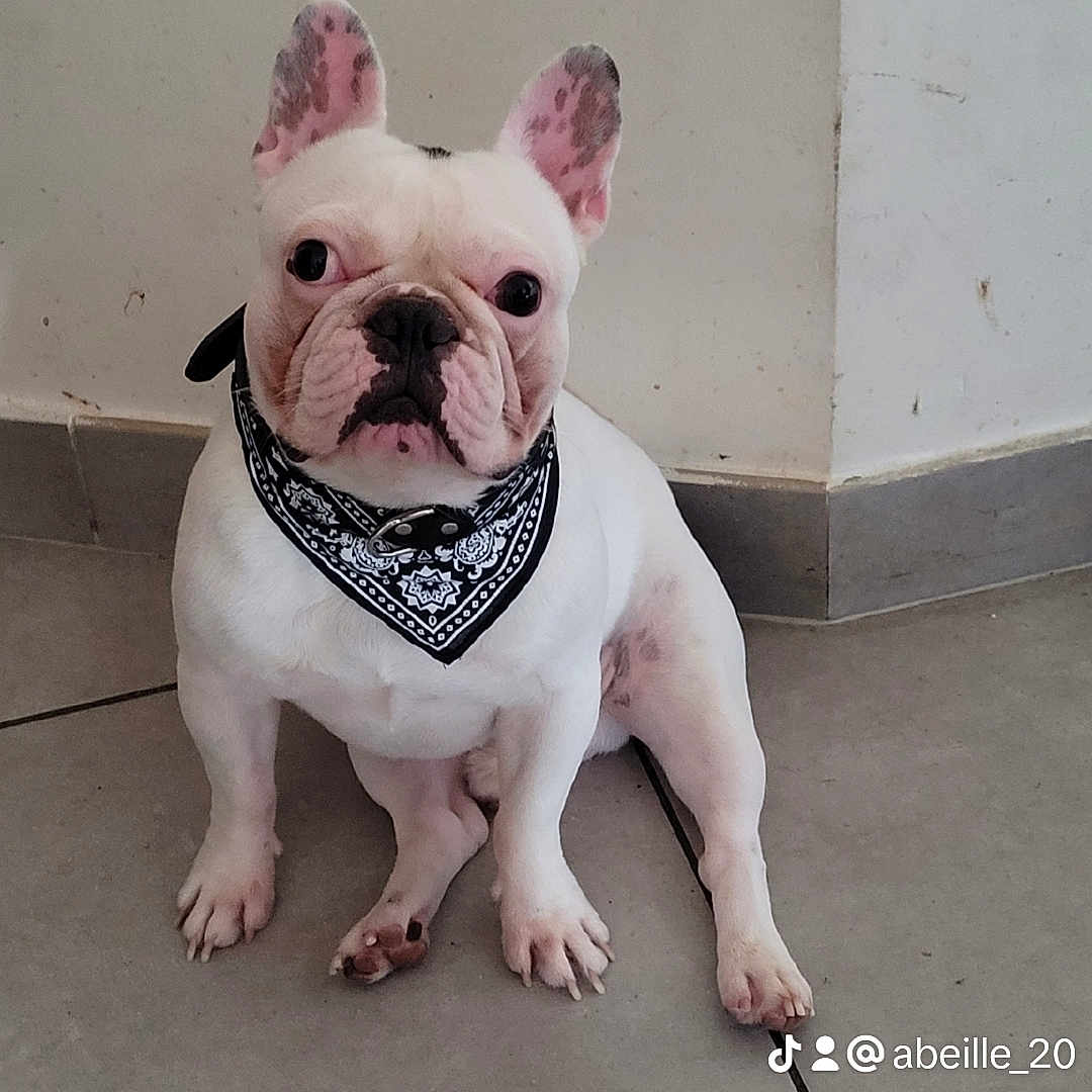 Rocky participe au concours pour gagner de l'argent avec cette photo : accessories, animal, bandana, bostonbull, boxer, bulldog, canine, dog, frenchbulldog, headband, pet, pitbull, puppy, whitedog
