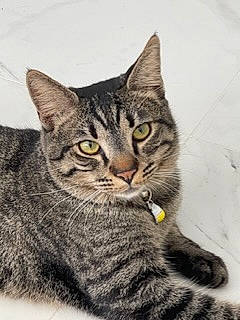 Hemi joined the competition — help win amazing prizes! art, carnivore, cat, domestic_short_haired_cat, felidae, fur, paw, small_to_medium_sized_cats, snout, tail, terrestrial_animal, whiskers, wildlife, window