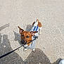 animal, brown, canine, concrete, daylight, dog, ear, footwear, jacket, leash, looking_up, outdoor, pavement, person_shadow, pet, shadow, small_dog, tail, walking, white