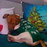 Ulysse a rejoint le concours — aidez-le/la à gagner de superbes lots ! dog, sleeping, couch, pillow, christmas, holiday_sweater, green_sweater, decorated_tree, indoor, cozy, pet, resting, brown_dog, white_paws, fabric, home, relaxing, festive, soft, comfort