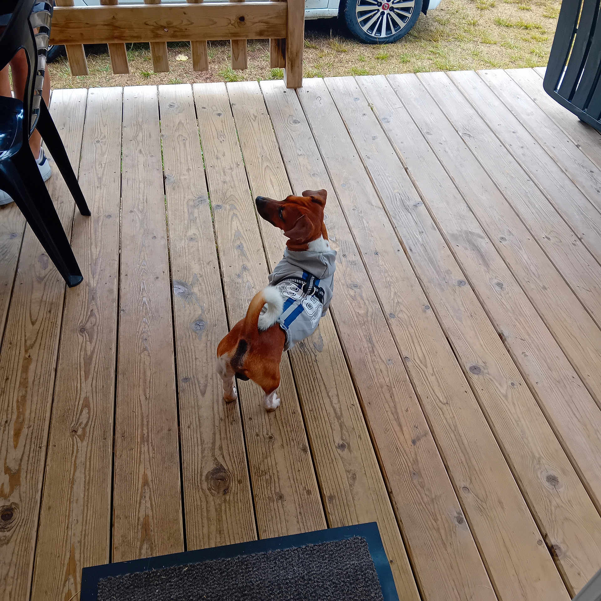 Ulysse participe au concours pour gagner de l'argent avec cette photo : alert, animal, bench, black_chair, brown_dog, car_tire, casual, daytime, dog, domestic, doormat, fur, hoodie, looking_back, outdoor, pet, planks, small_dog, tail_up, wooden_deck