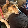 Luna joined the competition — help win amazing prizes! dog, pet, resting, couch, indoor, furniture, wood_paneling, table, bottle, decorative_turtle, fur, animal, canine, red_harness, closeup, side_view, relaxed, home, cozy, comfort