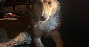 Luna joined the competition — help win amazing prizes! dog, indoor, carpet, pillow, furniture, soft_light, brown_fur, animal, pet, resting, canine, living_room, shadow, ears, eyes, snout, front_paws, cozy, quiet, relaxed