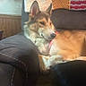 Luna joined the competition — help win amazing prizes! dog, armchair, blanket, indoor, pet, relaxed, furniture, brown, seated, canine, cozy, resting, domestic, knitted_blanket, side_view, comfortable, living_room, household, animal, casual