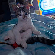 Abby joined the competition — help win amazing prizes! kitten, cat, animal, pet, sitting, bed, blanket, blue_bedding, tabby, white_fur, striped_fur, wide_eyes, ears, tail, paws, indoor, bedroom, soft_lighting, close_up, portrait