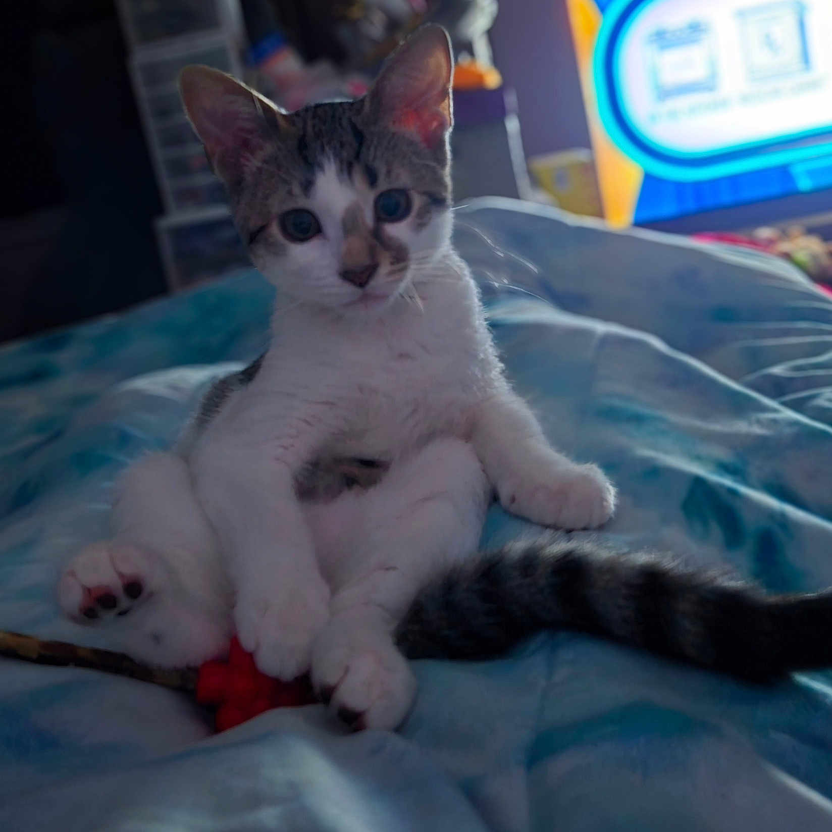 Abby joined the competition — help win amazing prizes! kitten, cat, animal, pet, sitting, bed, blanket, blue_bedding, tabby, white_fur, striped_fur, wide_eyes, ears, tail, paws, indoor, bedroom, soft_lighting, close_up, portrait