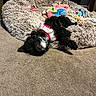 Rhys joined the competition — help win amazing prizes! puppy, dog, bed, plush_toys, carpet, black_and_white, upside_down, relaxed, indoor, furniture, cozy, small_dog, pet, cute, animal, toy, lying_down, fluffy, collar, resting