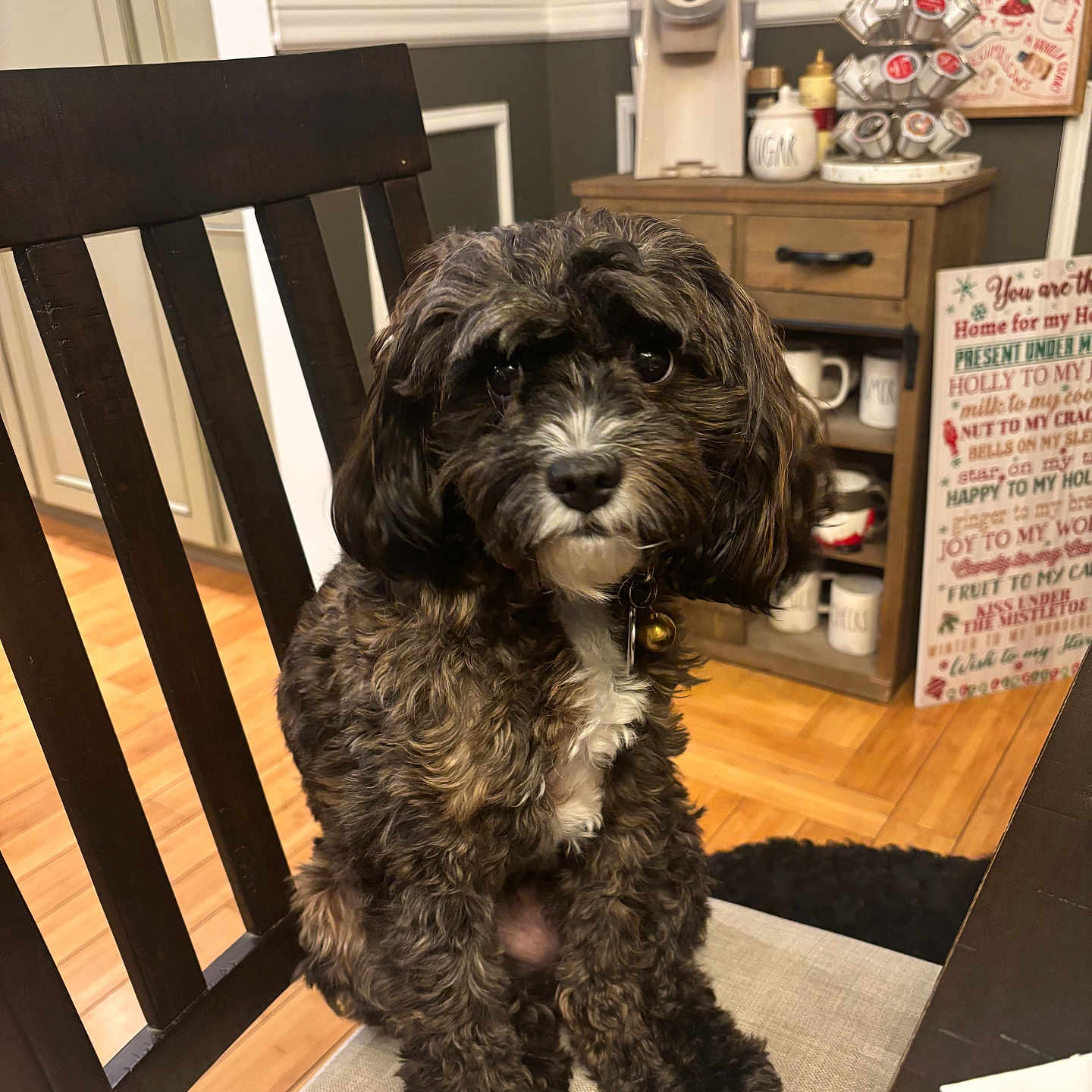 Rhys joined the competition — help win amazing prizes! black, brown, cabinet, chair, cushion, decor, dog, eyes, flooring, fur, indoor, kitchen, light_switch, mug, nose, pet, sign, table, white, wooden_furniture