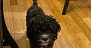 Rhys is registered to the contest to win money with this photo: dog, black_dog, curly_fur, indoor, wooden_floor, chair, cabinet, pet, curious, small_dog, flooring, home, domestic_animal, looking_up, fur, animal, canine, cute, companion, household