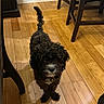 dog, black_dog, curly_fur, indoor, wooden_floor, chair, cabinet, pet, curious, small_dog, flooring, home, domestic_animal, looking_up, fur, animal, canine, cute, companion, household