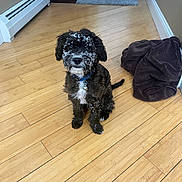Rhys joined the competition — help win amazing prizes! dog, puppy, black_and_white, indoor, wooden_floor, blanket, curious_eyes, snowflakes, pet, collar, bell, sitting, flooring, home, domestic_animal, cute, small_dog, fur, looking_up, animal