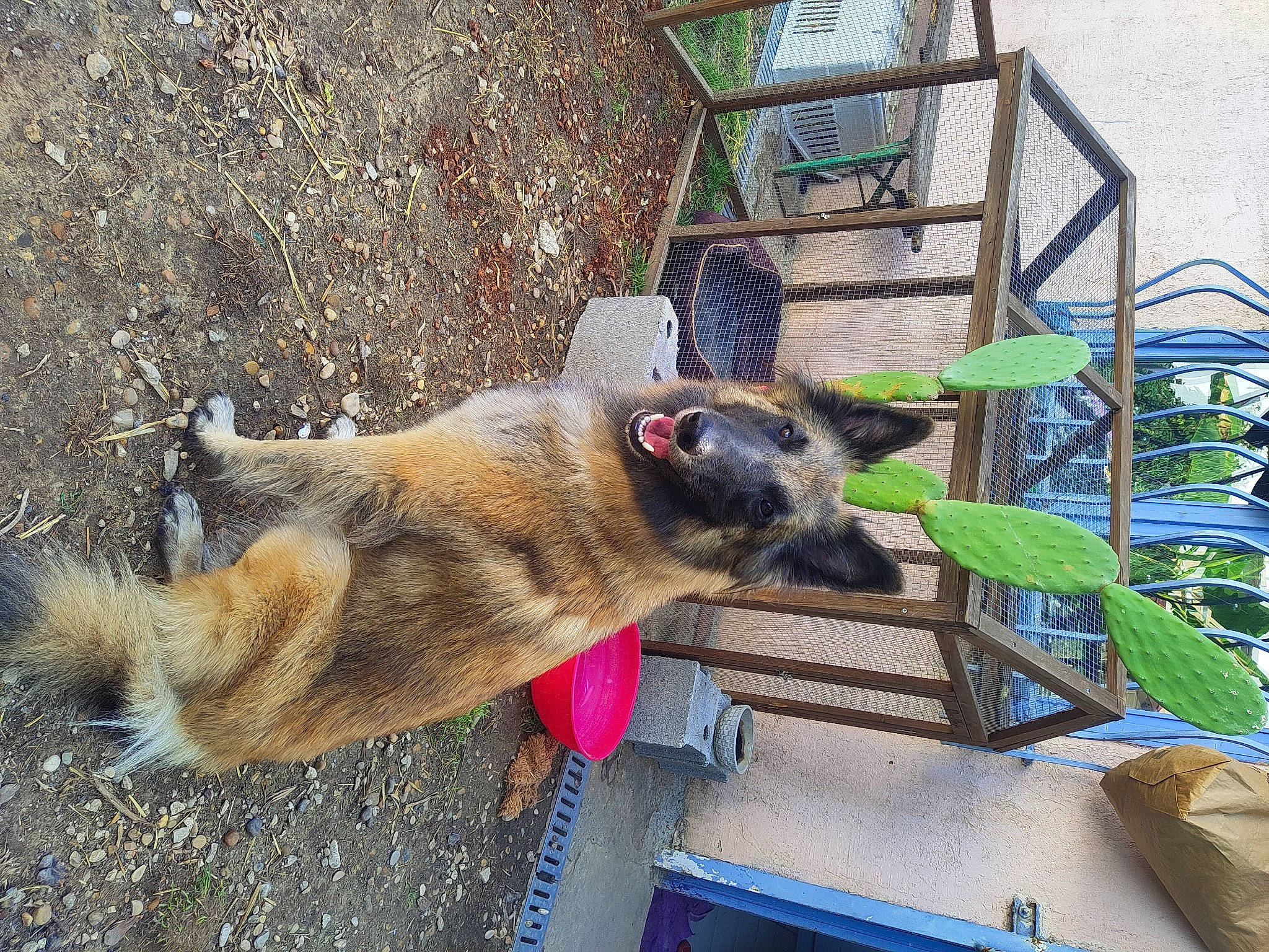 Scandal participe au concours pour gagner de l'argent avec cette photo : canidae, carnivore, dog, dog_breed, fawn, old_german_shepherd_dog, snout, sporting_group, tail, terrestrial_animal, wildlife