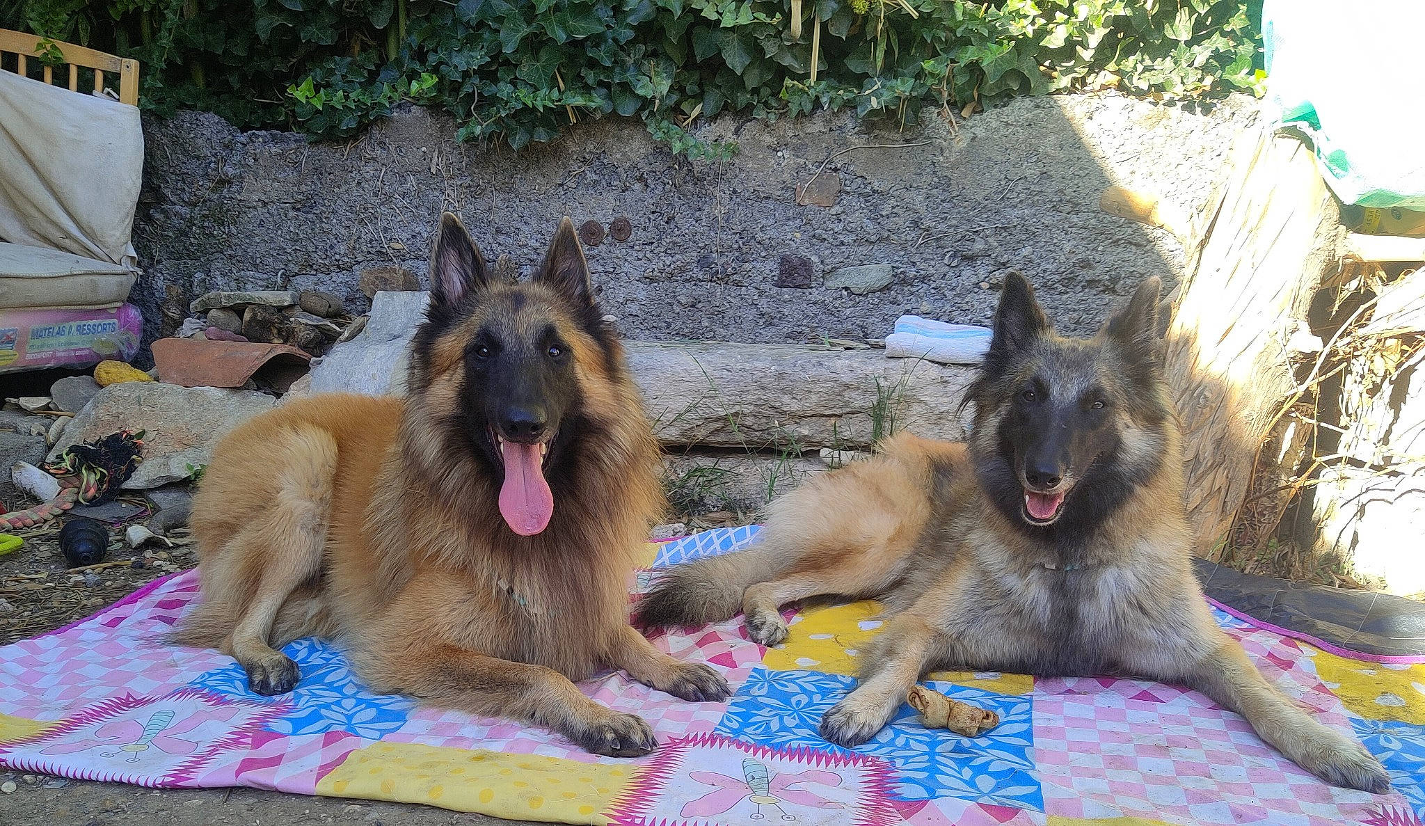 Scandal a rejoint le concours — aidez-le/la à gagner de superbes lots ! ancient_dog_breeds, canidae, carnivore, companion_dog, dog, dog_breed, dog_supply, east_european_shepherd, fawn, german_shepherd_dog, giant_dog_breed, guard_dog, herding_dog, king_shepherd, old_german_shepherd_dog, plant, snout, sporting_group, tervuren, working_dog