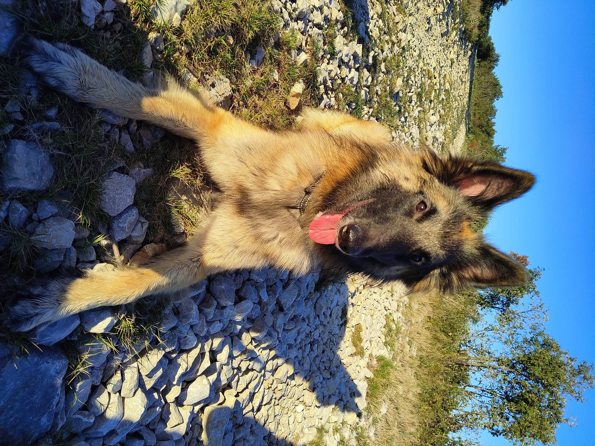 Scandal participe au concours pour gagner de l'argent avec cette photo : canidae, canis, carnivore, dog, dog_breed, east_european_shepherd, fawn, german_shepherd_dog, herding_dog, plant, sky, snout, sporting_group, tail, terrestrial_animal, tree, trunk, wood, working_animal, working_dog