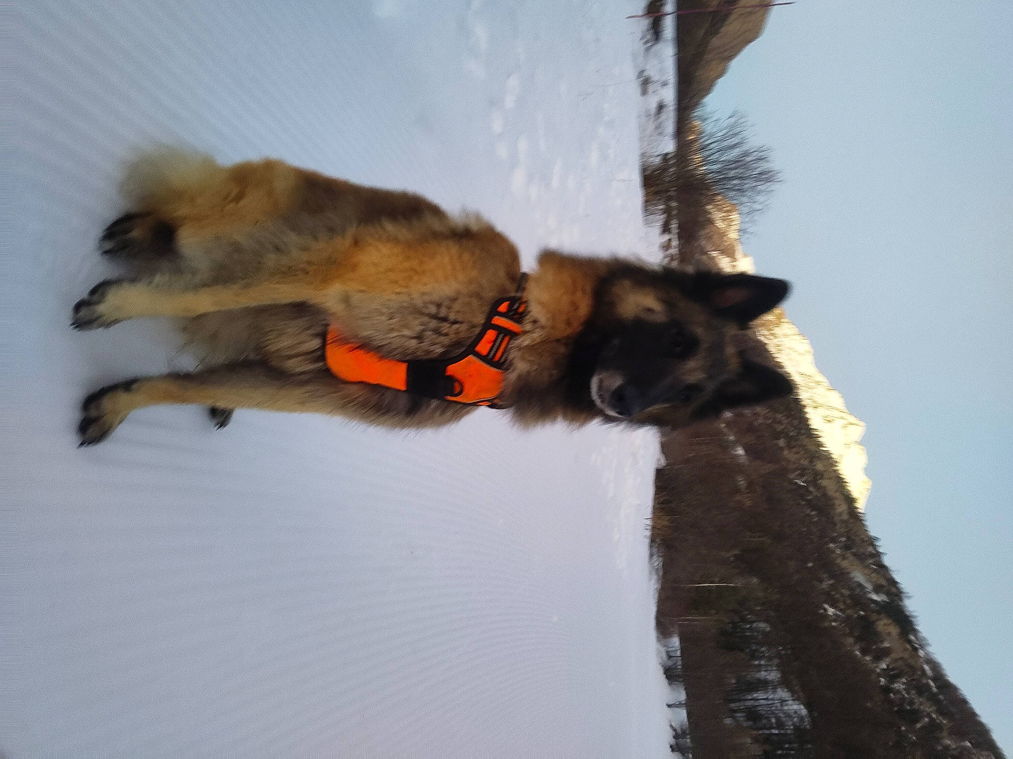 Scandal a rejoint le concours — aidez-le/la à gagner de superbes lots ! canidae, carnivore, claw, dog_breed, fawn, felidae, fur, paw, sky, snout, snow, tail, terrestrial_animal, tree, trunk, twig, wildlife, winter