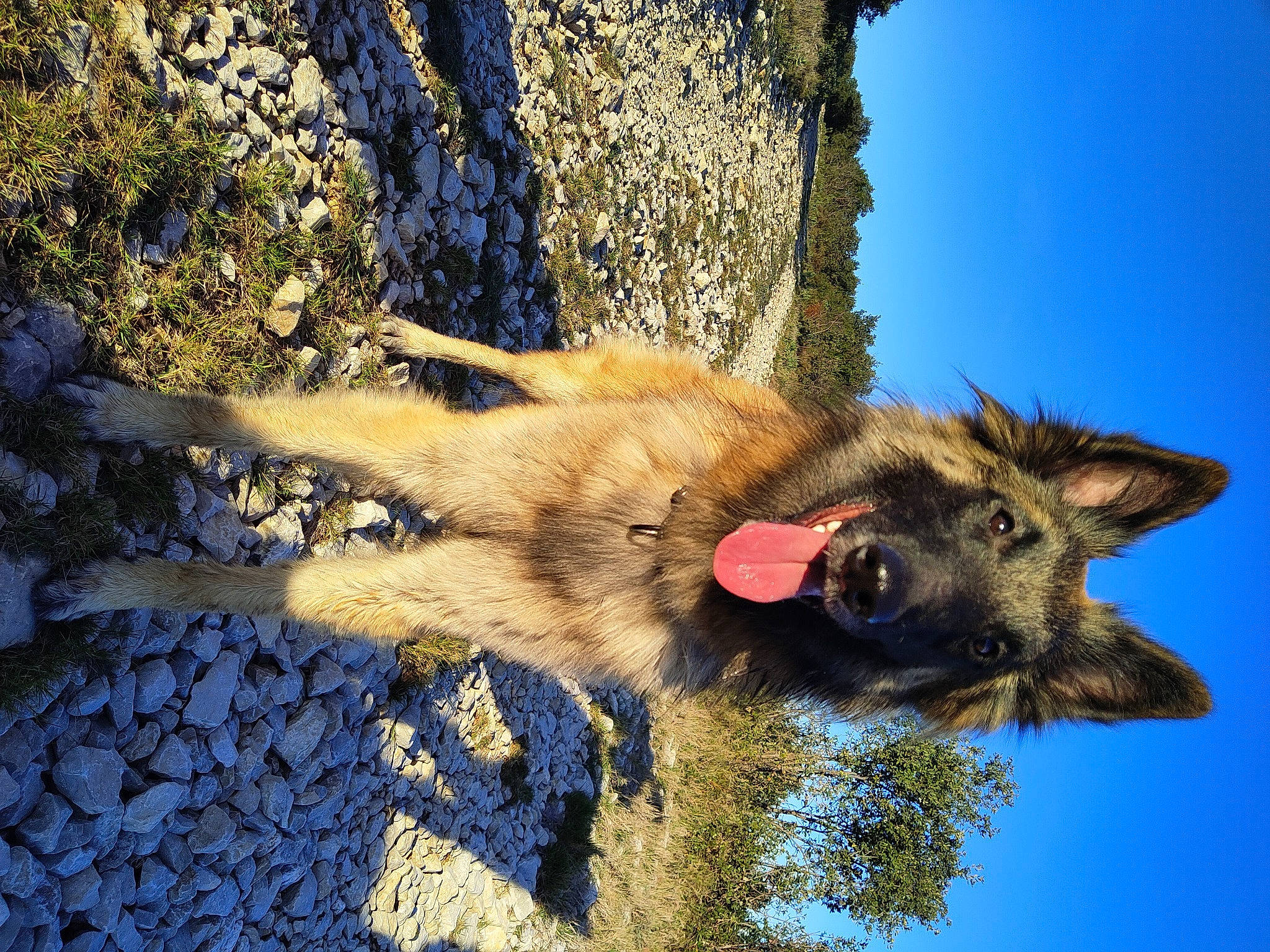 Scandal participe au concours pour gagner de l'argent avec cette photo : canidae, canis, carnivore, dog_breed, fawn, fur, plant, shadow, sky, snout, sporting_group, terrestrial_animal, tree, trunk, water, wildlife