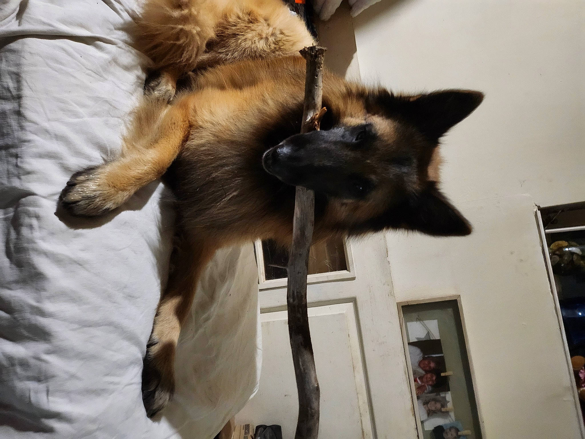 Trust a rejoint le concours — aidez-le/la à gagner de superbes lots ! canidae, carnivore, cat, claw, dog_breed, fawn, felidae, fur, old_german_shepherd_dog, picture_frame, small_to_medium_sized_cats, snout, tail, whiskers, window