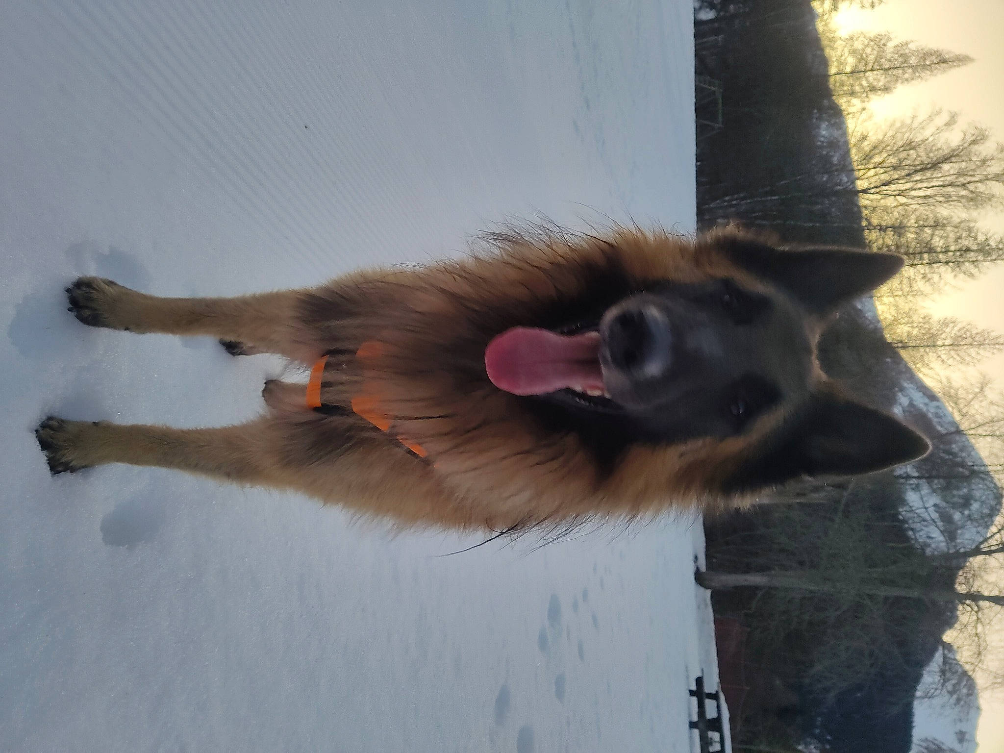 Trust participe au concours pour gagner de l'argent avec cette photo : canidae, carnivore, claw, collar, companion_dog, dog_breed, fawn, felidae, fur, liver, paw, pet_supply, small_to_medium_sized_cats, snout, snow, sporting_group, tail, whiskers, winter, working_animal