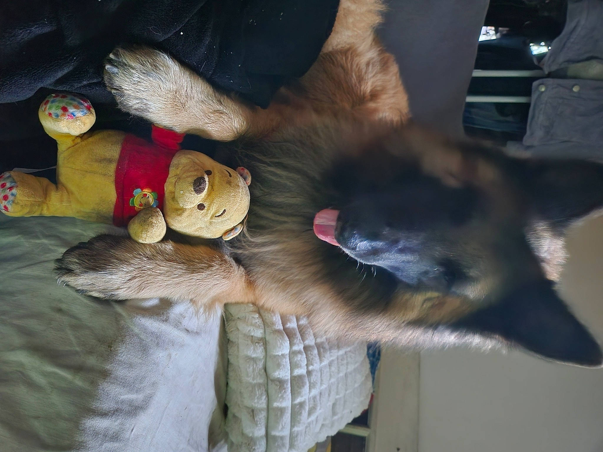 Trust a rejoint le concours — aidez-le/la à gagner de superbes lots ! art, canidae, carnivore, claw, companion_dog, dog, dog_breed, fawn, felidae, foot, fur, natural_material, small_to_medium_sized_cats, snout, sporting_group, stuffed_toy, tail, toy, whiskers, working_animal