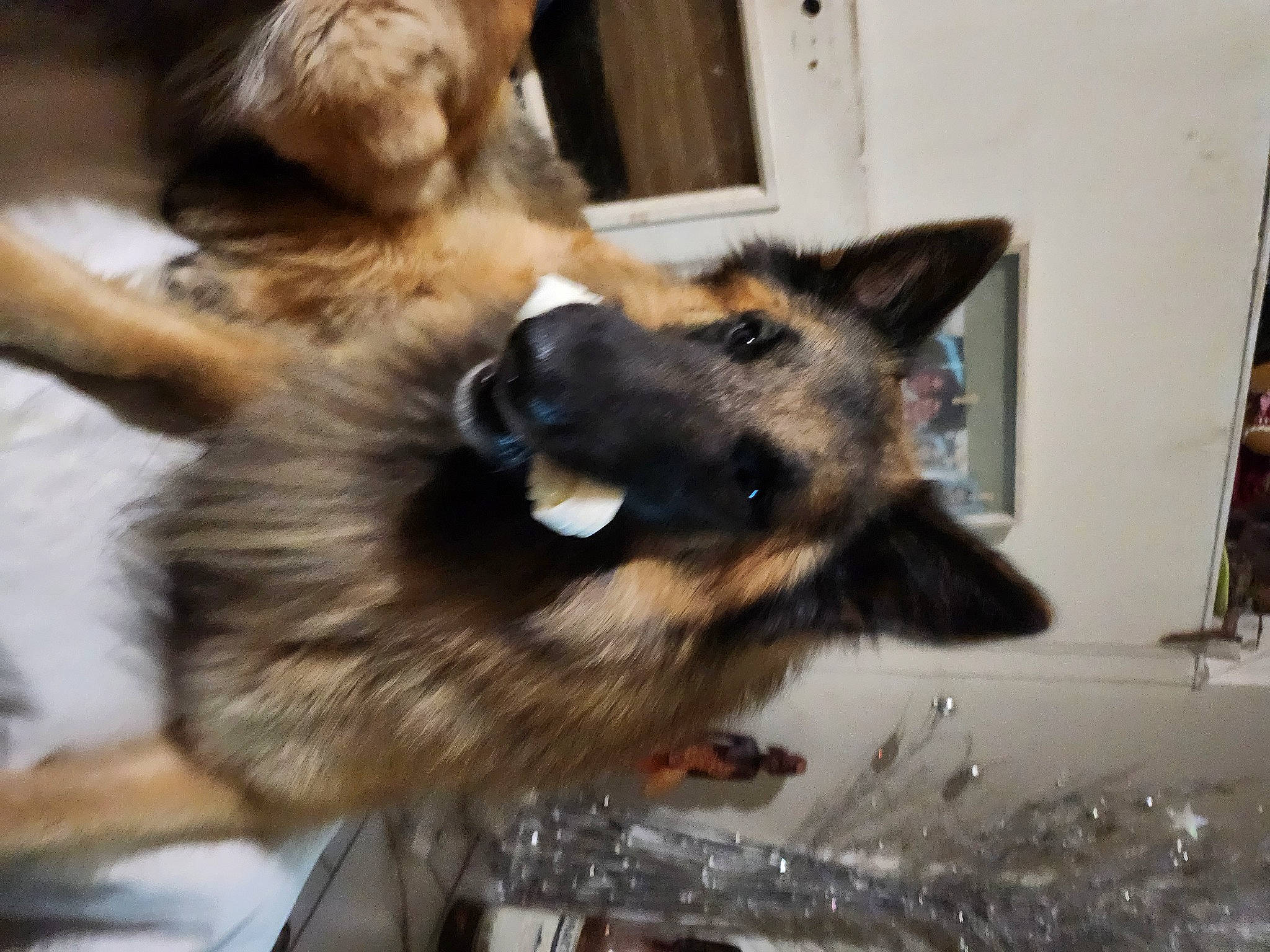 Trust participe au concours pour gagner de l'argent avec cette photo : canidae, carnivore, claw, companion_dog, dog, dog_breed, east_european_shepherd, fawn, felidae, fur, german_shepherd_dog, king_shepherd, old_german_shepherd_dog, paw, picture_frame, small_to_medium_sized_cats, snout, sporting_group, whiskers, working_dog