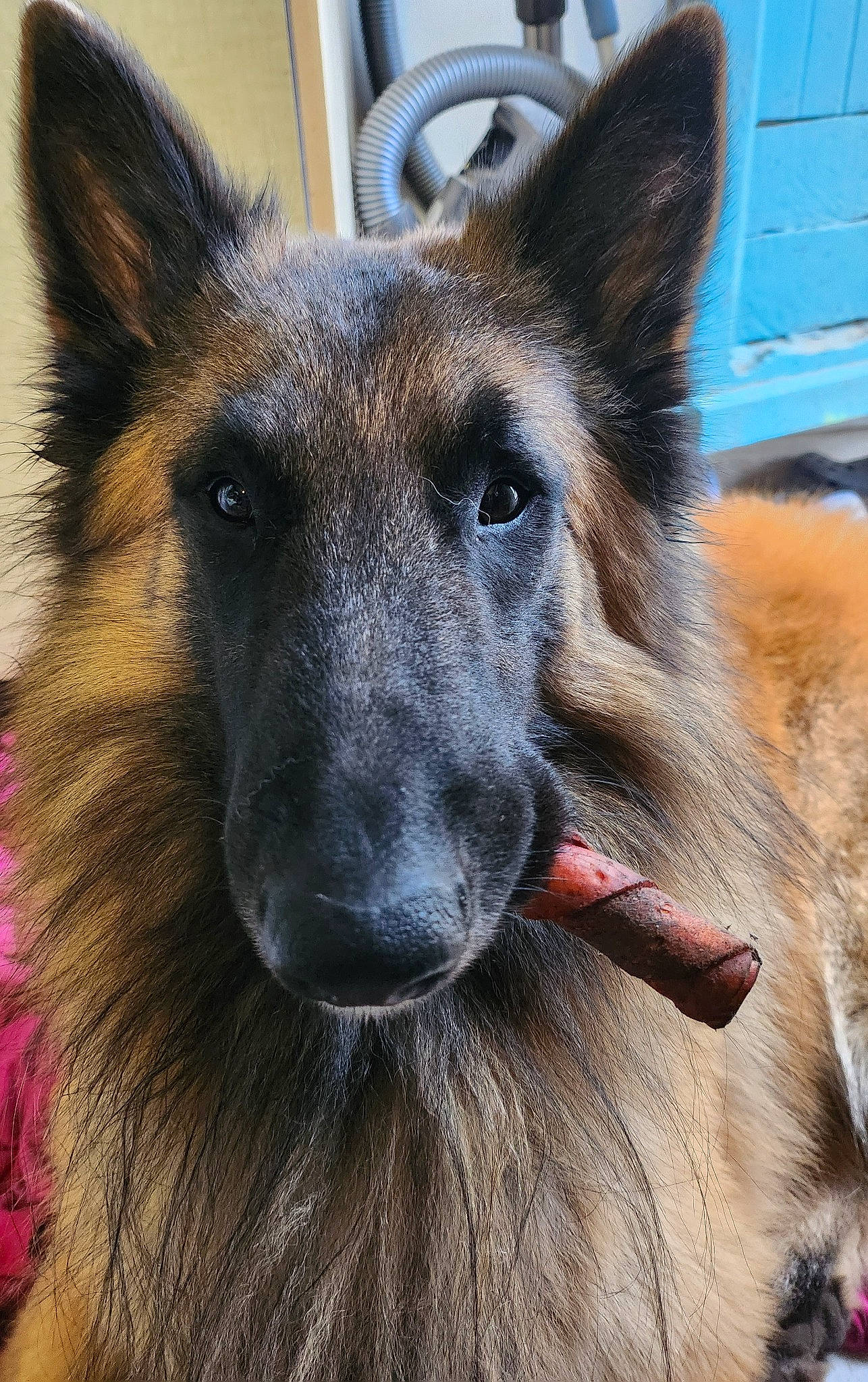 Trust participe au concours pour gagner de l'argent avec cette photo : belgian_shepherd_malinois, canidae, carnivore, dog, dog_breed, east_european_shepherd, fawn, fur, german_shepherd_dog, herding_dog, jaw, king_shepherd, old_german_shepherd_dog, snout, terrestrial_animal, tervuren, whiskers, working_animal, working_dog