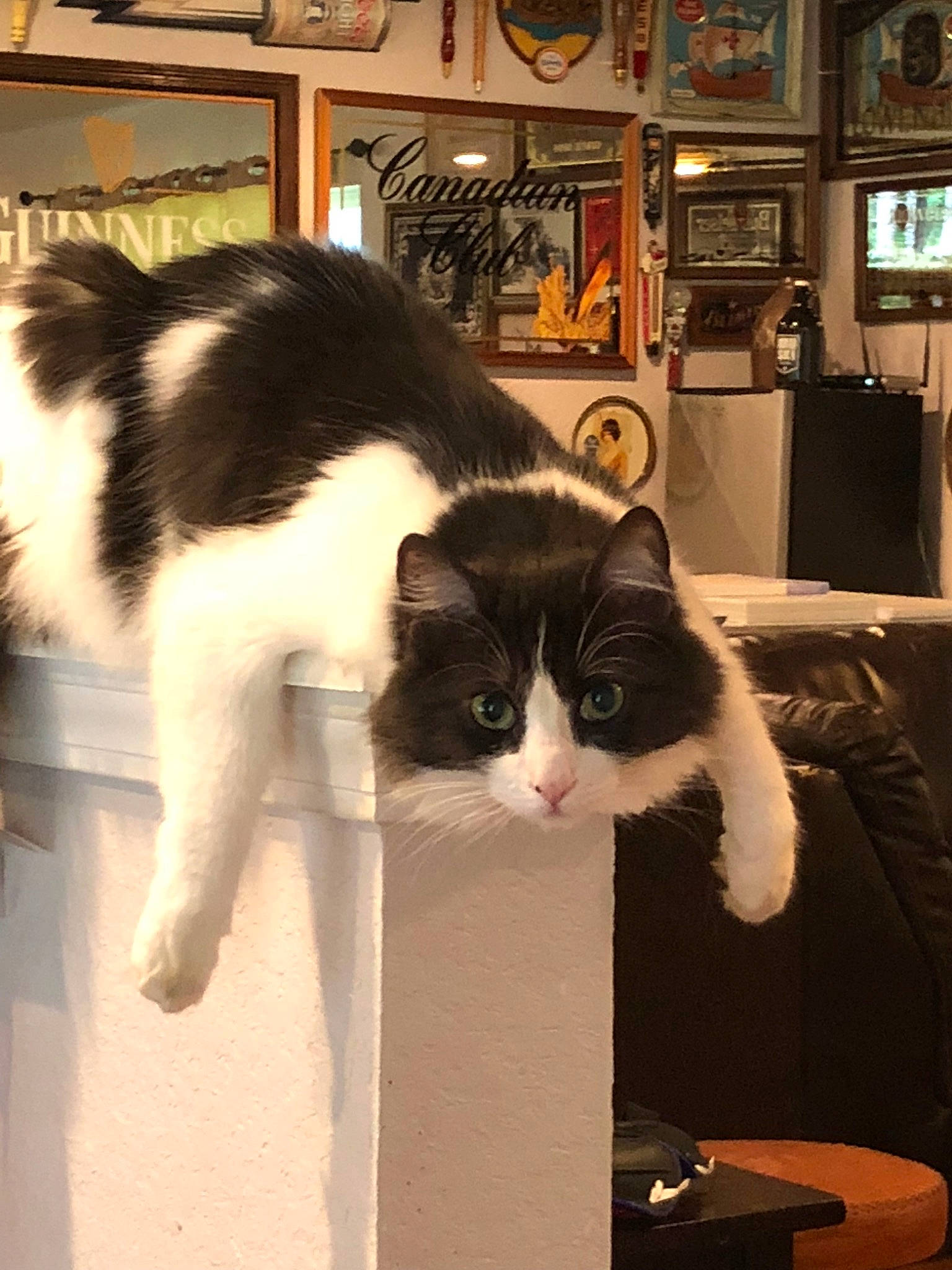 Jamba joined the competition — help win amazing prizes! carnivore, cat, domestic_short_haired_cat, felidae, japanese_bobtail, kitten, mammal, polydactyl_cat, small_to_medium_sized_cats, tail, whiskers