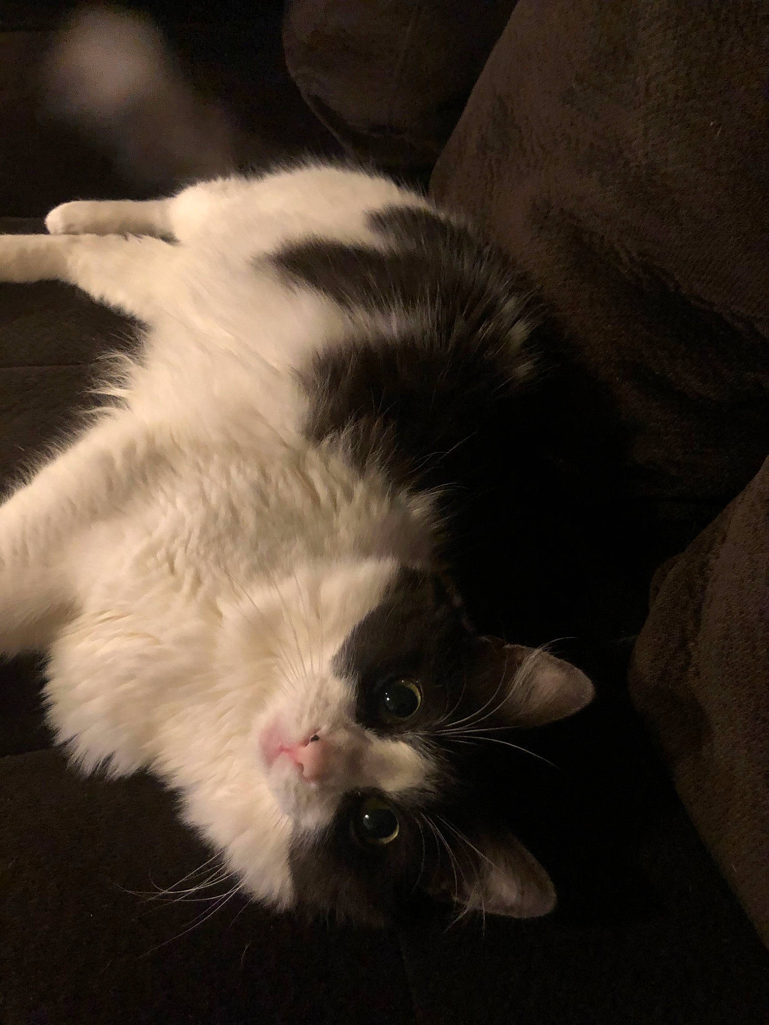 Jamba joined the competition — help win amazing prizes! black_and_white, carnivore, cat, domestic_long_haired_cat, ear, felidae, fur, kitten, norwegian_forest_cat, paw, sky, small_to_medium_sized_cats, snout, tail, whiskers